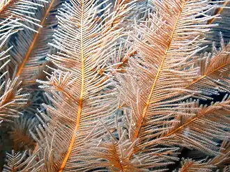 Plumapathes pennacea[англ.]