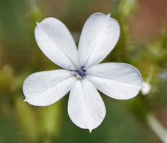 Plumbago zeylanica, цветок крупным планом
