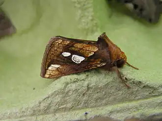 Металловидка злаковая  (Plusia festucae)