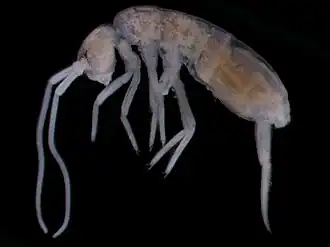 Plutomurus ortobalaganensis