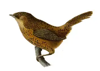 Полосатогрудый крапивниковый бабблер