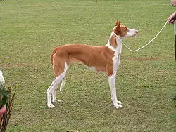 Ивицкая борзая