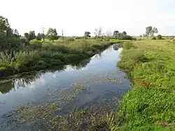 Речка Бжозувка под д. Карповиче