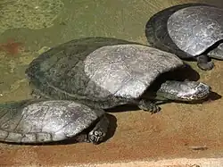 Группа аррау греется на солнце