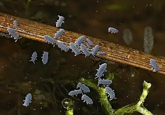 Коллембола Podura aquatica