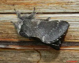 Коконопряд юный