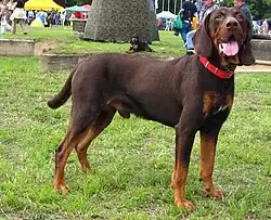 Польская гончая