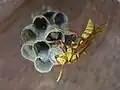 Polistes carnifex boliviensis