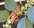 Polistes carnifex carnifex