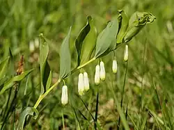 Купена аптечная (лат. Polygonatum odoratum) — многолетнее травянистое растение семейства Иглицевые.