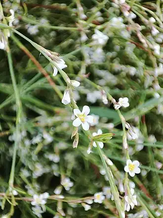 Polygonum arenarium subsp. pulchellum