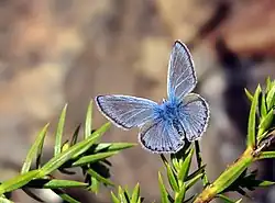 Polyommatus bollandi