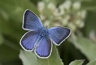 Голубянка небесная