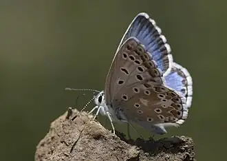 Lysandra syriaca, самец.