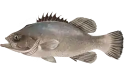 Американский полиприон (Polyprion americanus)