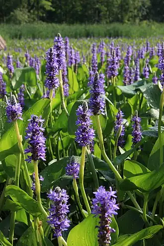Pontederia cordata. Канада