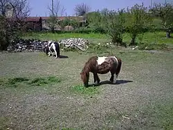 Пони в Енево
