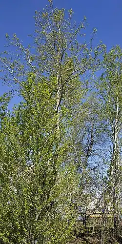 Летний наряд