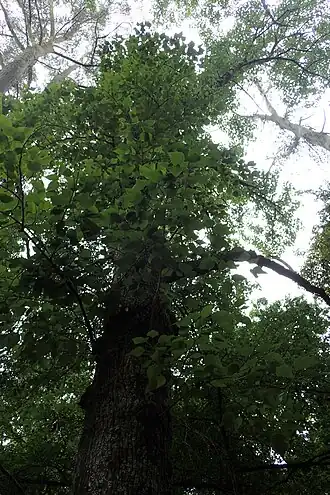 Нет доступного изображения