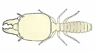 Termopsidae