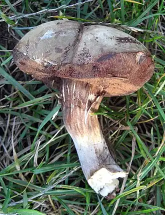 Porphyrellus porphyrosporus