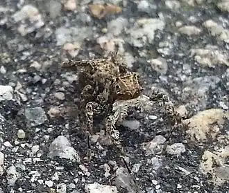 Portia labiata (Гонконг)