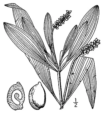 Рисунок из книги Н. Л. Бриттона и Э. Брауна
An illustrated flora of the northern United States, Canada and the British Possessions.
Том 1, таблица 77. 1913