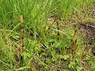 Хвощ полевой