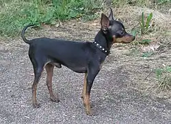 Пражский крысарик