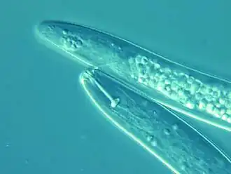 Pratylenchus coffeae