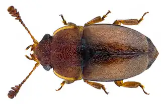 Pria dulcamarae