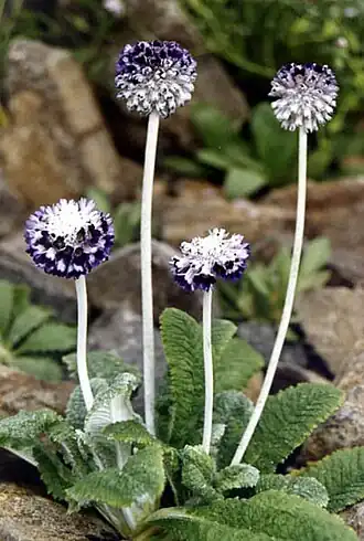 Primula capitata subsp mooreana