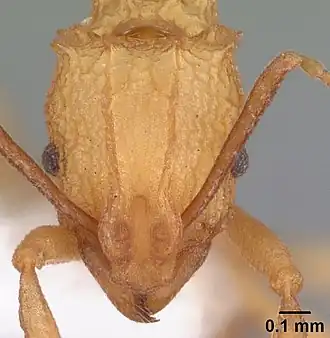 Муравей Proatta butteli