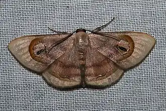 Problepsis achlyobathra(Sterrhinae)