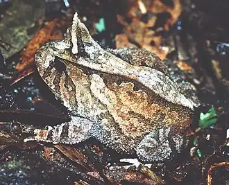 Рогатка Бойе (Proceratophrys boiei)