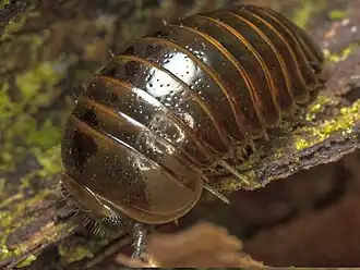 Procyliosoma delacyi