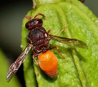 Оса на плоде Thilachium africanum[англ.] в лагере Шингведзи, Национальный парк Крюгера, Южная Африка