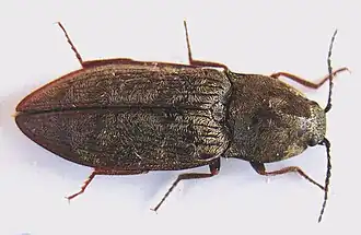 Prosternon tesselatum