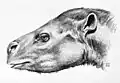 Голова Protapirus (реконструкция)
