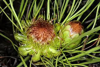 P. angustata (Клейнмонд, Западно-Капская провинция, ЮАР)