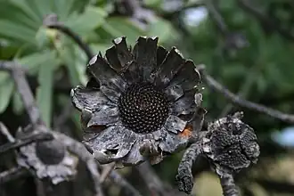 Старые цветочные головки