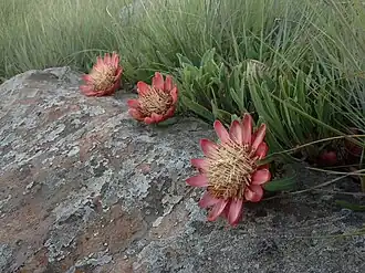 Цветущая Protea parvula