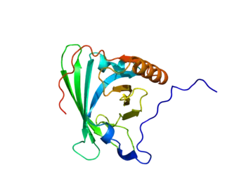 Структура белка apoM.