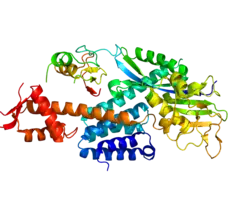 Представлено на основе PDB 3DPL.