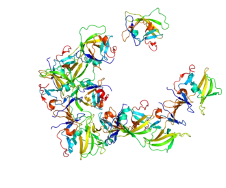 Структура белка RIG-I