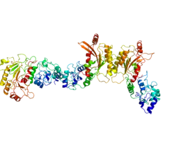 Представлено на основе PDB 2PV0.