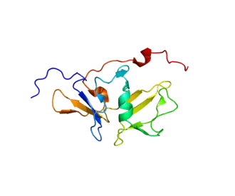 Структура белка MDA5