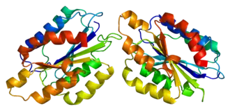 PDB прорисовано по 1ck4.