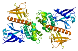 PDB прорисовано на основе 1h4r.