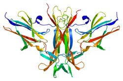PDB 1hcf.